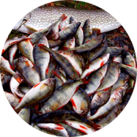 Кастинговая рыболовная сеть FindFish